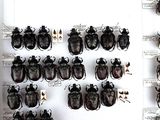 a lot of beetles that are on the wall