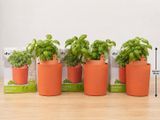 quatre pots orange contenant des plants de basilic, posés sur une table en bois