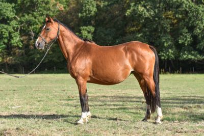 a brown horse standing in a field with trees in the background