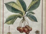 drawing of a bunch of cherries on a branch with leaves