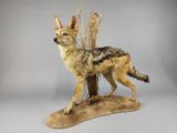sculpture taxidermique représentant un chacal à dos noir avec des roseaux