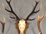 a deer skull with antlers mounted on the wall