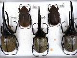 four beetles in a white box on a white surface