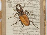 a drawing of a beetle on a piece of paper with writing