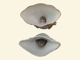 two shells that are sitting next to each other on a table