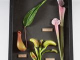 une photo montrant un ensemble de plantes diverses présentées dans un cadre vitré