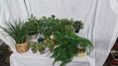 de nombreux types de plantes différents qui se trouvent sur la table