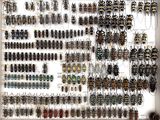 a lot of bugs that are on the wall together