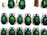 a lot of green bugs that are on the wall