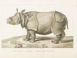 un dessin représentant un rhinocéros debout sur le sol