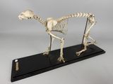 an image of a skeleton of a dog on a black stand