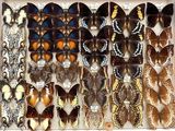 many different types of butterflies displayed in a display case