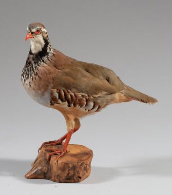 un oiseau perché sur un morceau de bois