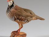 un oiseau perché sur un morceau de bois
