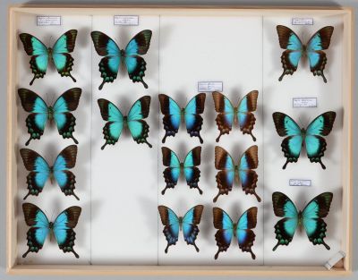 de nombreux papillons disposés dans un cadre en bois