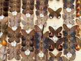 a lot of butterflies that are on display in a box