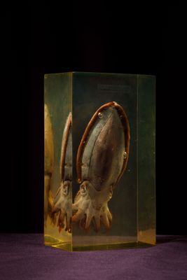 a glass box with a picture of a squid inside of it