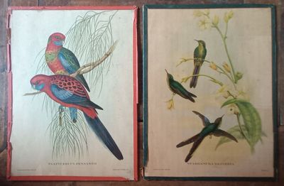 deux oiseaux assis sur une branche d'arbre