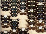 a lot of butterflies that are hanging on the wall