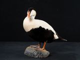 a black and white duck on a rock with a black background