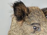 a close up of a boar head on a wall
