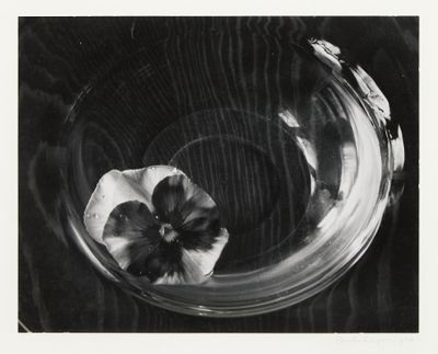 Paul Caponigro (1932-2024) Pansy and glass bowl, Kentucky 19…