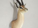 une antilope empaillée accrochée au mur d'une pièce