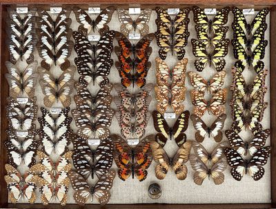 many different types of butterflies displayed in a display case