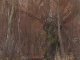 an oil painting of a wooded area with trees and a stream