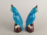 two blue birds sitting on top of each other