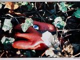 a red stuffed animal with a blue eye laying in the leaves