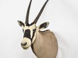 a antelope mounted on the wall in the room