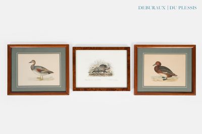 trois reproductions encadrées représentant des oiseaux, accrochées au mur d'une pièce