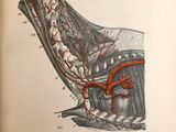 un livre ouvert sur lequel figure le dessin d'un pied et d'une veine