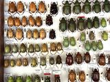 a lot of beetles that are on display in a case