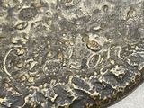 an image of a close up of a piece of stone