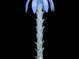 un grand vase en verre orné d'une fleur bleue