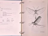 an open book with a drawing of a dragonfly and a description of its wings