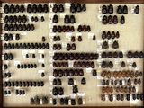 a lot of beetles that are on display in a wooden frame