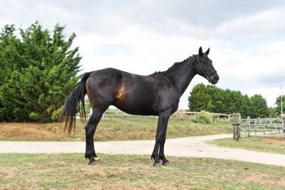 a horse that is standing in the grass near a path