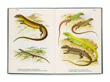 un livre ouvert sur lequel figurent des illustrations de lézards
