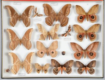 de nombreux types différents de papillons de nuit exposés dans une vitrine