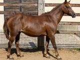 un cheval qui se tient dans la terre près d'une clôture