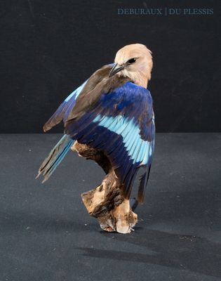 a bird that is sitting on top of a piece of wood