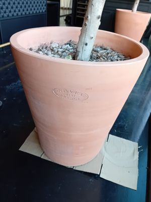 une plante posée dans un pot sur une table