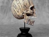 a wooden skull on a black stand on a gray background