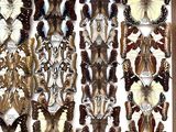 many different types of butterflies displayed in a wooden frame