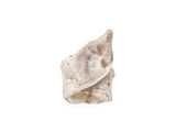 an image of a sculpture of a shell on a white surface