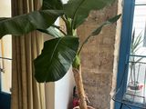 a plant in a pot in the corner of a room