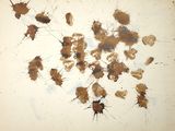 a lot of stains on the surface of a piece of paper